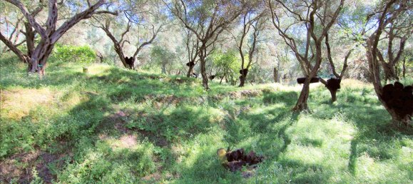 10000m² Hotel in Corfu, Greece No. 5599 6