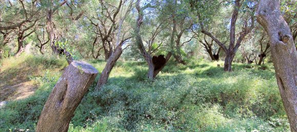 10000m² Hotel in Corfu, Greece No. 5599 11