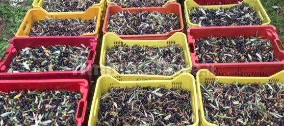 Terreno en Collesalvetti, Italy 10000 m² No. 207677 7