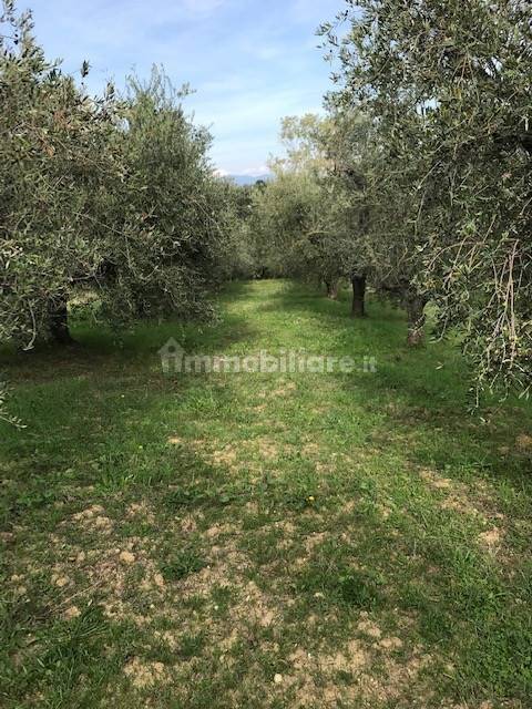 Terreno en Collesalvetti, Italy 10000 m² No. 207677