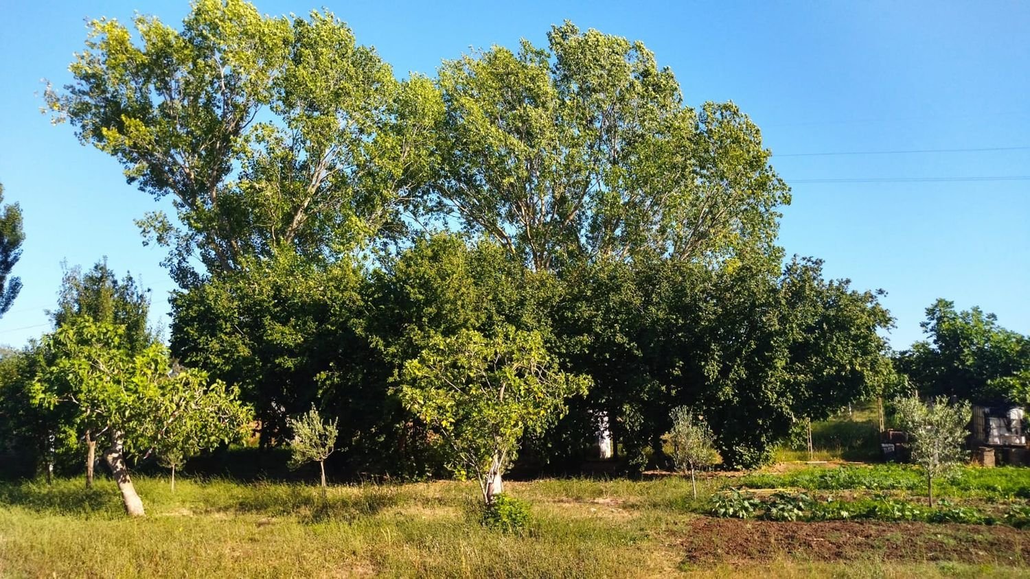 Grundstück in Nettuno, Italy, Nr. 331625