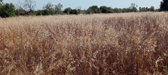 Imóvel comercial em Santanyi, Spain N.º 168262 10