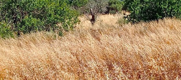 Imóvel comercial em Santanyi, Spain N.º 168262 6