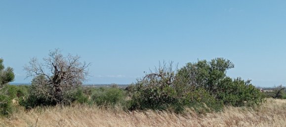 Imóvel comercial em Santanyi, Spain N.º 168262 4
