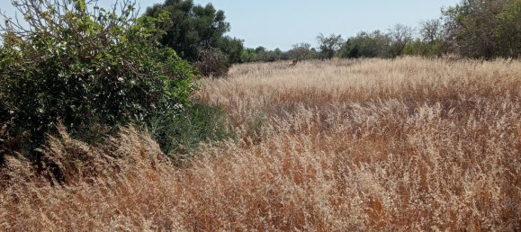 Imóvel comercial em Santanyi, Spain N.º 168262 5