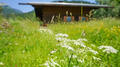 3 rooms House in Trins, Austria No. 159676