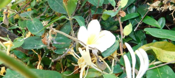 4 Schlafzimmer Haus in Ragusa, Italy, Nr. 327157 48