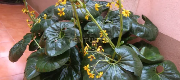 20 bedrooms Building in Lisbon, Portugal No. 136289 26