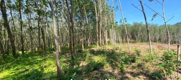  Commercial property in Pa Klok, Thailand No. 14322 2