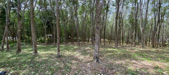  Commercial property in Pa Klok, Thailand No. 14322 9