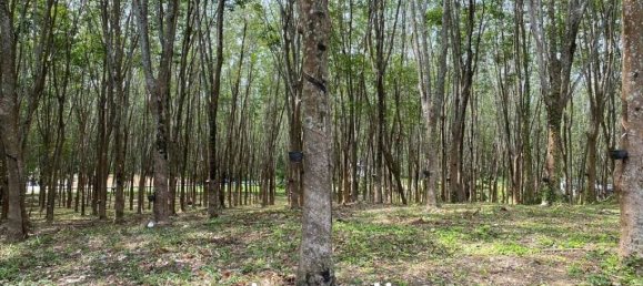  Commercial property in Pa Klok, Thailand No. 14322 10