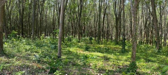  Commercial property in Pa Klok, Thailand No. 14322 7