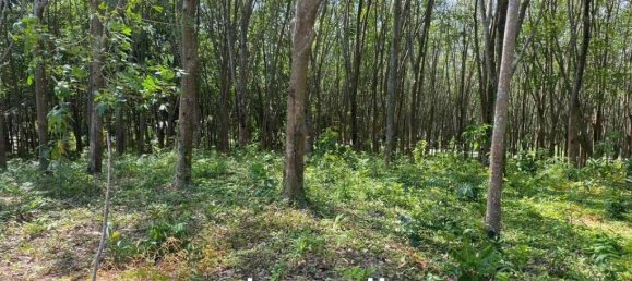  Commercial property in Pa Klok, Thailand No. 14322 8