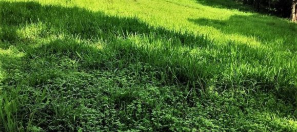 Terreno em San Mateo, Costa Rica N.º 1759 5