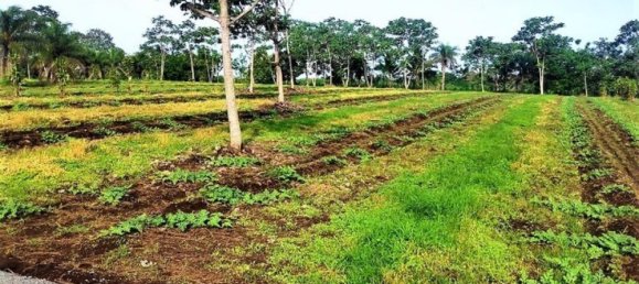 Terreno em San Mateo, Costa Rica N.º 1759 2