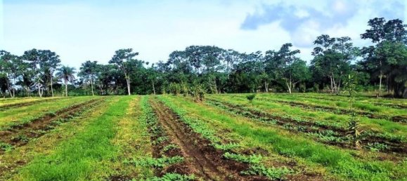 Terreno em San Mateo, Costa Rica N.º 1759 6