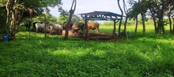 Terreno em San Mateo, Costa Rica N.º 1759 4