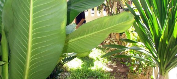 3 Schlafzimmer Cafe / Restaurant in Pattaya, Thailand, Nr. 706 17