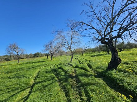 Grundstück in Faro, Portugal 5640m², Nr. 74637