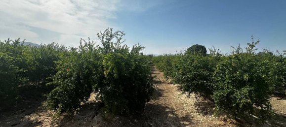  Land in Almoradi, Spain No. 160954 7