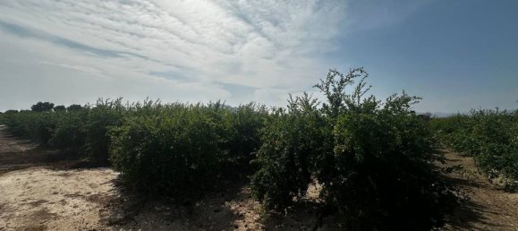  Land in Almoradi, Spain No. 160954 6