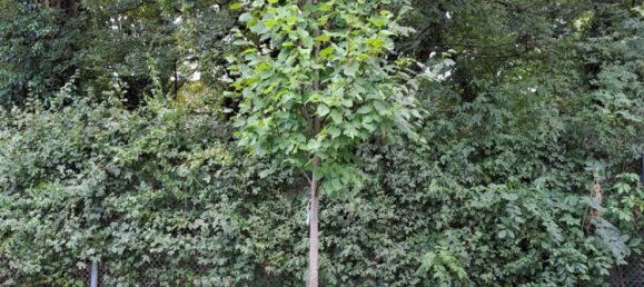 4-salle Appartement à Rhein-Sieg, Germany No. 358211 6