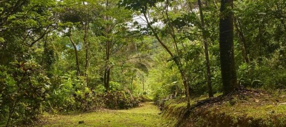  قطعة أرض في Puerto Jimenez, Costa Rica رقم 1740 5