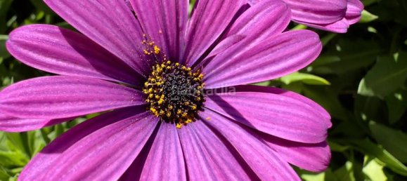 2 bedrooms Apartment in Lloret de Mar, Spain No. 184328 8