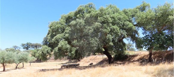 9 Schlafzimmer Haus in Proenca a Velha, Portugal, Nr. 62562 50