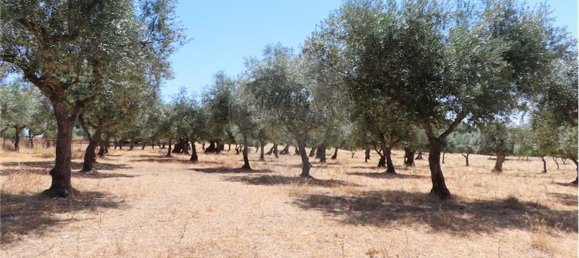 9 Schlafzimmer Haus in Proenca a Velha, Portugal, Nr. 62562 35