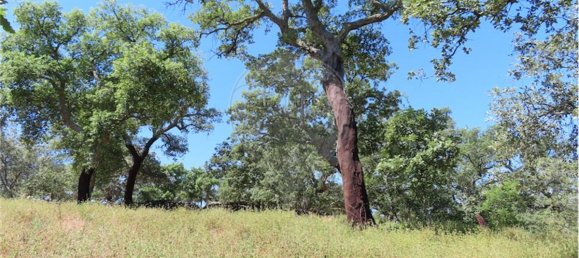 9 Schlafzimmer Haus in Proenca a Velha, Portugal, Nr. 62562 41