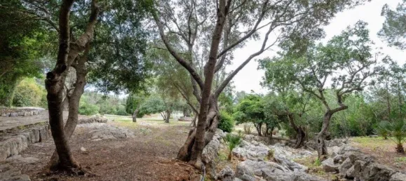 11 bedrooms House in Mallorca, Spain No. 30648 22