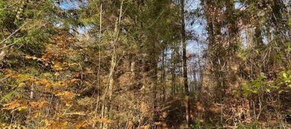 54289m² Land in Oberallgau, Germany No. 153317 7