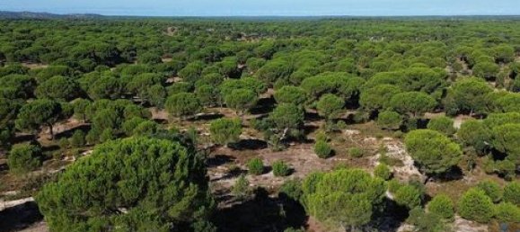  قطعة أرض في Ponte de Sor, Portugal 770000متر مربع رقم 147775 22