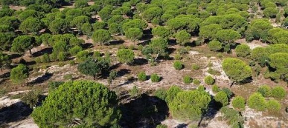  قطعة أرض في Ponte de Sor, Portugal 770000متر مربع رقم 147775 23