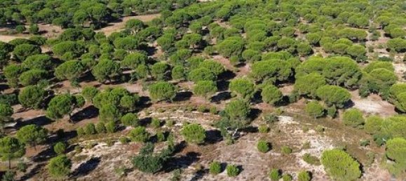  قطعة أرض في Ponte de Sor, Portugal 770000متر مربع رقم 147775 27