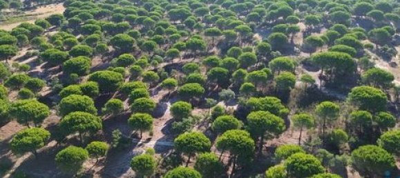  قطعة أرض في Ponte de Sor, Portugal 770000متر مربع رقم 147775 21