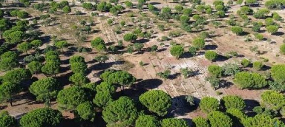  قطعة أرض في Ponte de Sor, Portugal 770000متر مربع رقم 147775 16