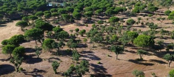  قطعة أرض في Ponte de Sor, Portugal 770000متر مربع رقم 147775 8