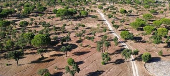  قطعة أرض في Ponte de Sor, Portugal 770000متر مربع رقم 147775 6