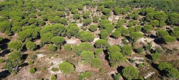  قطعة أرض في Ponte de Sor, Portugal 770000متر مربع رقم 147775 26