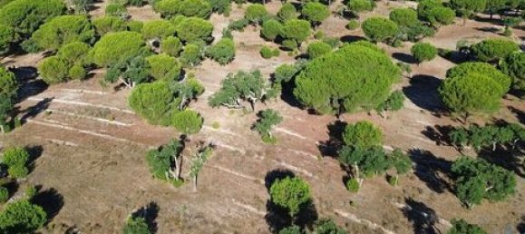  قطعة أرض في Ponte de Sor, Portugal 770000متر مربع رقم 147775 2