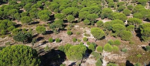  قطعة أرض في Ponte de Sor, Portugal 770000متر مربع رقم 147775 24