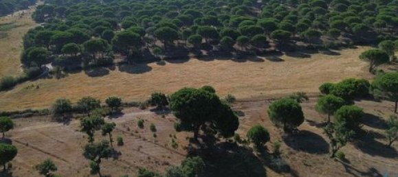  قطعة أرض في Ponte de Sor, Portugal 770000متر مربع رقم 147775 9