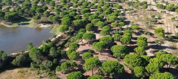  قطعة أرض في Ponte de Sor, Portugal 770000متر مربع رقم 147775 15