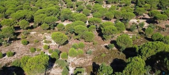  قطعة أرض في Ponte de Sor, Portugal 770000متر مربع رقم 147775 25