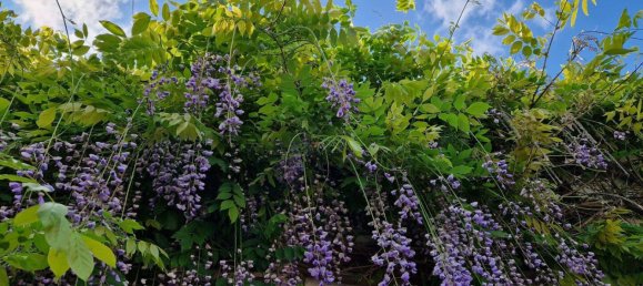 6 rooms House in Wittenberg, Germany No. 294501 26