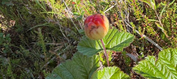 Grundstück in Minden-Lübbecke, Germany, Nr. 234672 16