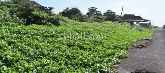 Земельный участок 2530м² в Gianyar, Индонезия № 3782 9