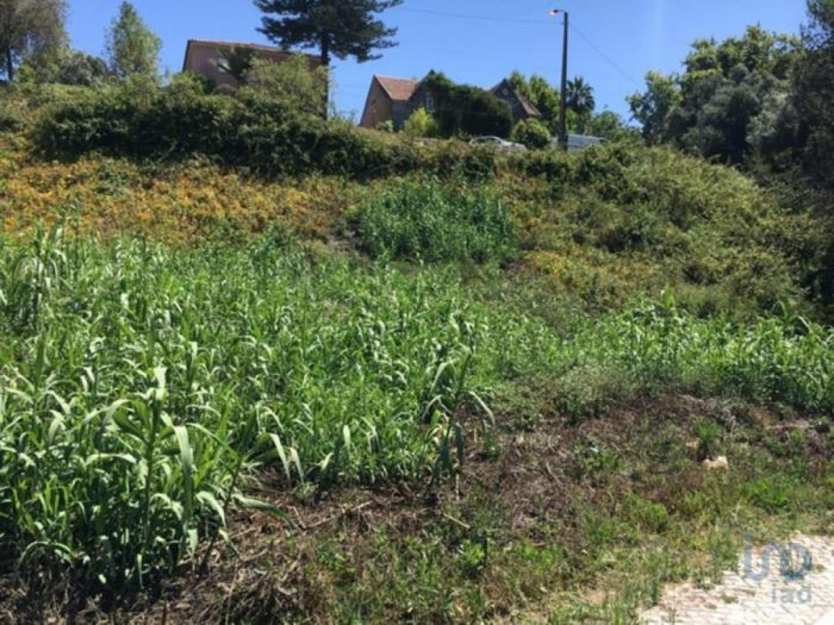 Terrain à Sintra, Portugal No. 8988